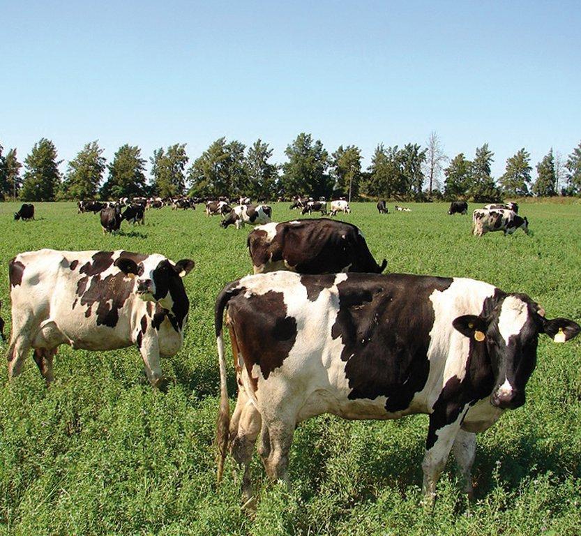 Cómo preparar los sistemas lecheros para afrontar El Niño